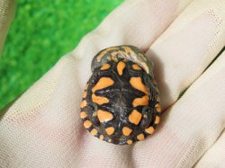 画像6: オーストラリアナガクビガメ