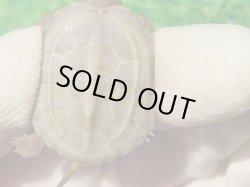 画像8: T+アルビノクサガメ88