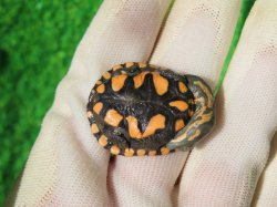 画像4: オーストラリアナガクビガメ