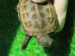 画像3: ハイポクサガメP.Hetアルビノ80