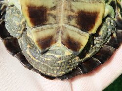 画像9: スペインイシガメ