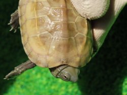 画像3: ハイポクサガメP.Hetアルビノ85