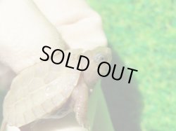 画像3: T+アルビノクサガメ88