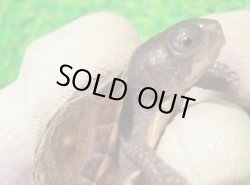 画像3: トウブハコガメ16