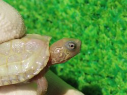 画像3: T+アルビノクサガメ87