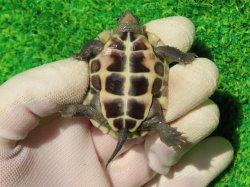 画像7: ハイポクサガメP.Hetアルビノ83