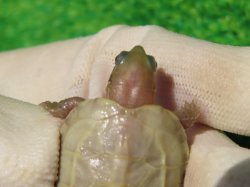 画像5: T+アルビノクサガメ89