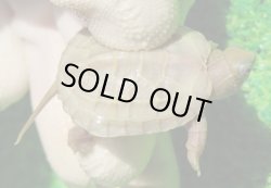 画像1: T+アルビノクサガメ88