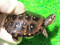 画像1: キボシイシガメ61