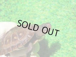 画像3: トウブハコガメ15