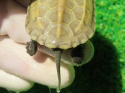 画像4: ハイポクサガメP.Hetアルビノ83