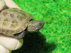 画像2: ハイポクサガメP.Hetアルビノ80