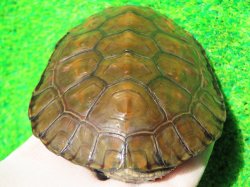 画像7: スペインイシガメ