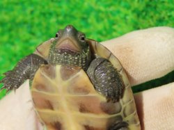 画像8: ハイポクサガメP.Hetアルビノ81