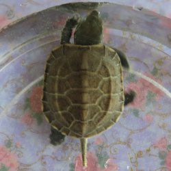 画像1: クサガメP.Het.Alb　95