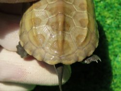 画像4: ハイポクサガメP.Hetアルビノ85
