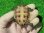 画像6: ハイポクサガメP.Hetアルビノ81 (6)