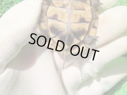 画像8: トウブハコガメ15