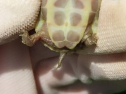 画像10: T+アルビノクサガメ86