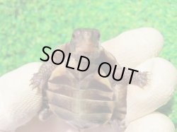 画像8: トウブハコガメ16