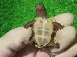 画像8: T+アルビノクサガメ90