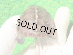 画像6: トウブハコガメ15