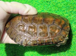 画像3: スペインイシガメ