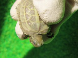 画像4: T+アルビノクサガメ90