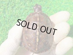 画像2: トウブハコガメ15