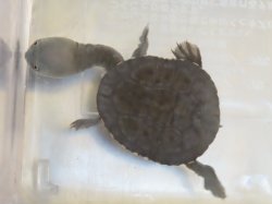 画像1: オーストラリアナガクビガメ