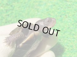 画像7: トウブハコガメ16