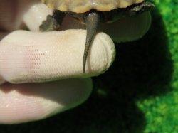 画像5: ハイポクサガメP.Hetアルビノ85