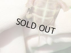 画像9: T+アルビノクサガメ88