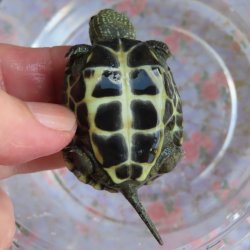 画像2: クサガメP.Het.Alb　94