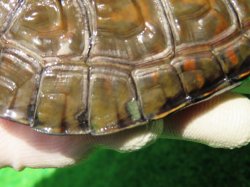 画像8: スペインイシガメ