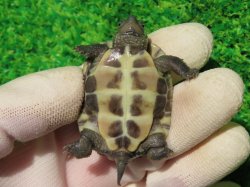 画像6: ハイポクサガメP.Hetアルビノ80