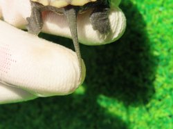 画像5: ハイポクサガメP.Hetアルビノ83