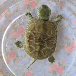 画像1: クサガメP.Het.Alb　94