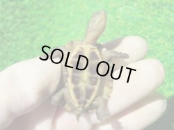 画像6: ３種セット