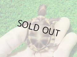 画像10: トウブハコガメ16