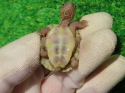 画像9: T+アルビノクサガメ87