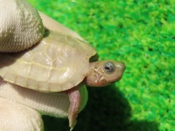 画像3: T+アルビノクサガメ89