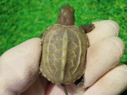 画像2: T+アルビノクサガメ90