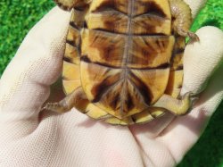 画像9: ガルフコーストハコガメ11
