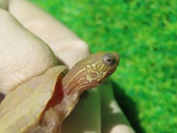 画像3: T+アルビノクサガメ86