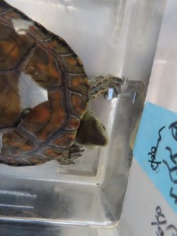 画像12: スペインイシガメ