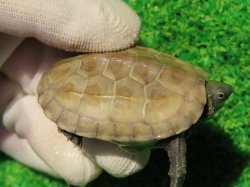 画像1: ハイポクサガメP.Hetアルビノ85