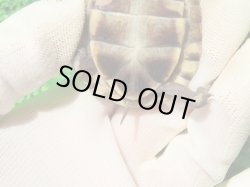 画像9: トウブハコガメ16