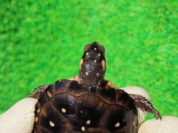 画像4: キボシイシガメ61