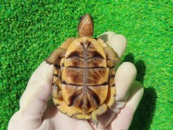 画像10: ガルフコーストハコガメ11
